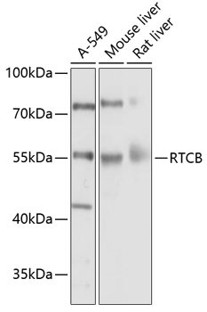 RTCB Antibody in Western Blot (WB)