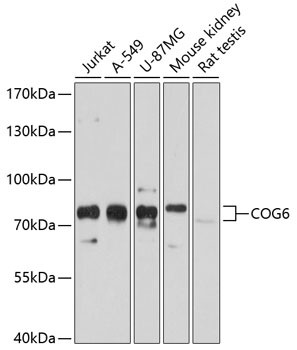 COG6 Antibody in Western Blot (WB)