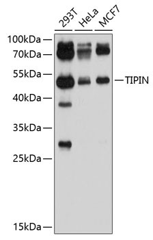 TIPIN Antibody in Western Blot (WB)