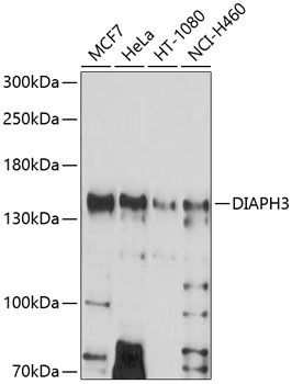 DIAPH3 Antibody in Western Blot (WB)