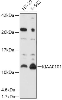 KIAA0101 Antibody in Western Blot (WB)