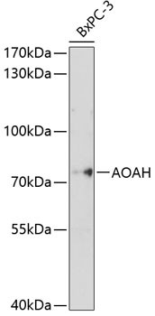 AOAH Antibody in Western Blot (WB)