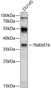 TMEM74 Antibody in Western Blot (WB)