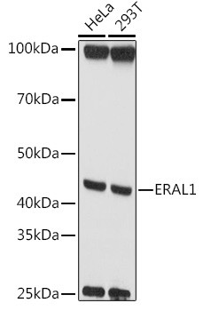 ERAL1 Antibody in Western Blot (WB)