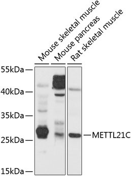 METTL21C Antibody in Western Blot (WB)