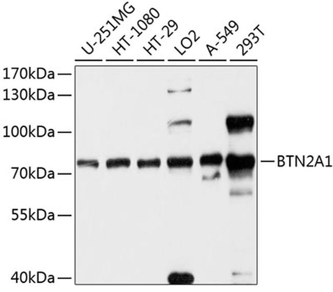 BTN2A1 Antibody in Western Blot (WB)