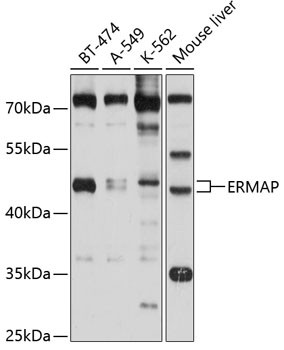 ERMAP Antibody in Western Blot (WB)
