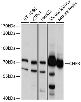 CHFR Antibody in Western Blot (WB)