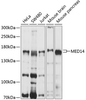 MED14 Antibody in Western Blot (WB)