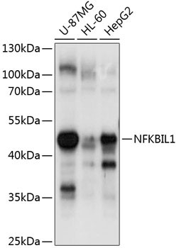 NFKBIL1 Antibody in Western Blot (WB)