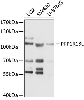 PPP1R13L Antibody in Western Blot (WB)