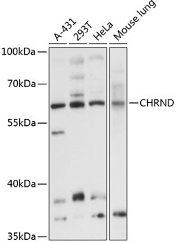 CHRND Antibody in Western Blot (WB)