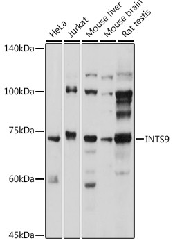RC74 Antibody in Western Blot (WB)