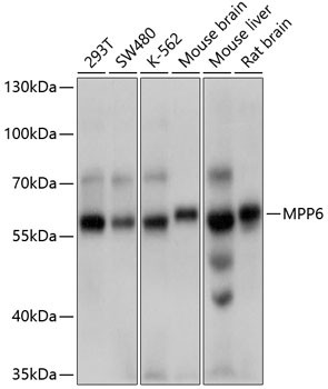 VAM1 Antibody in Western Blot (WB)