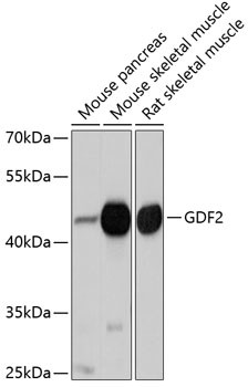 BMP9 Antibody in Western Blot (WB)