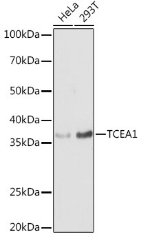 TCEA1 Antibody in Western Blot (WB)