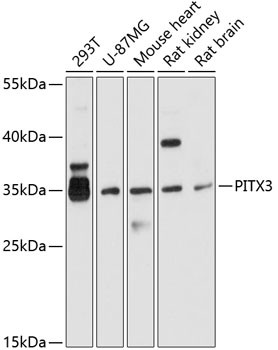 PITX3 Antibody in Western Blot (WB)