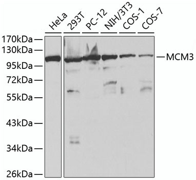 MCM3 Antibody in Western Blot (WB)
