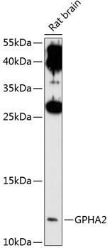 GPHA2 Antibody in Western Blot (WB)
