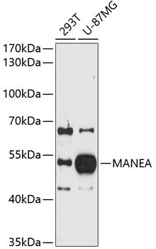 MANEA Antibody in Western Blot (WB)