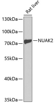 NUAK2 Antibody in Western Blot (WB)
