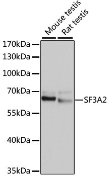 SF3A2 Antibody in Western Blot (WB)