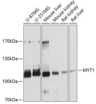 MYT1 Antibody in Western Blot (WB)