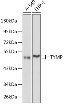 Thymidine Phosphorylase Antibody in Western Blot (WB)