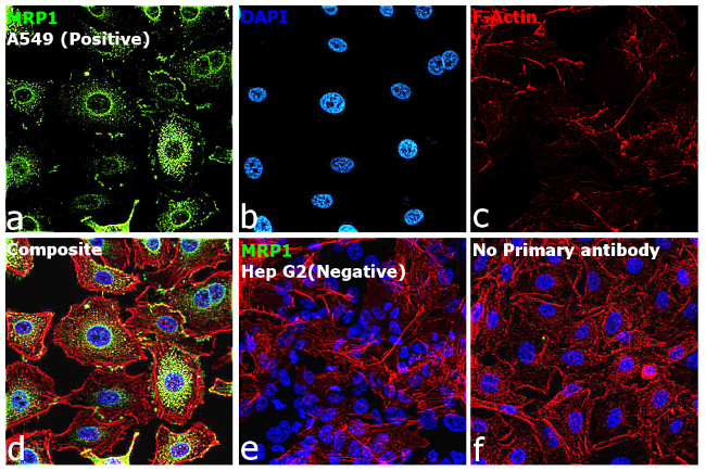 MRP1 Antibody in Immunocytochemistry (ICC/IF)