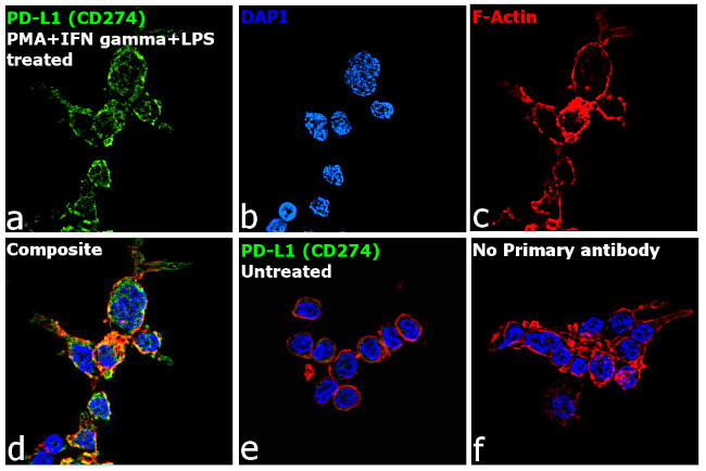 PD-L1 Antibody in Immunocytochemistry (ICC/IF)