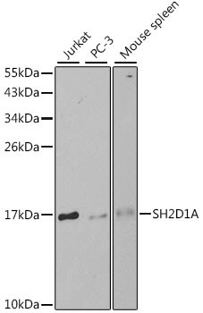 SAP (SLAM-Associated Protein) Antibody in Western Blot (WB)