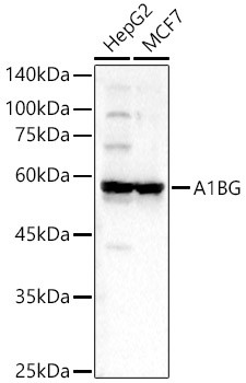 A1BG Antibody in Western Blot (WB)