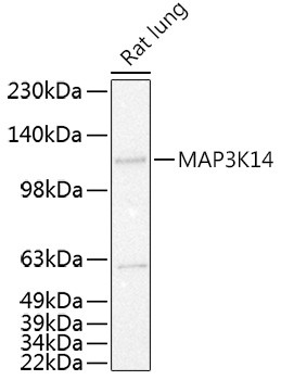 NIK Antibody in Western Blot (WB)