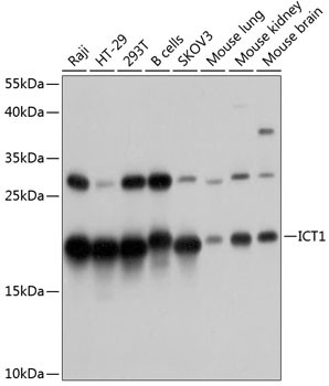 ICT1 Antibody in Western Blot (WB)