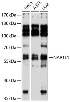 NAP1L1 Antibody in Western Blot (WB)