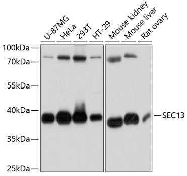 SEC13 Antibody in Western Blot (WB)