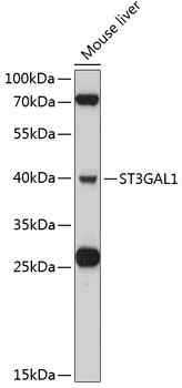 ST3GAL1 Antibody in Western Blot (WB)