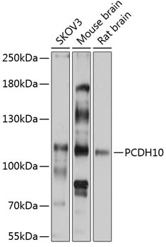 PCDH10 Antibody in Western Blot (WB)