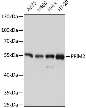 PRIM2 Antibody in Western Blot (WB)