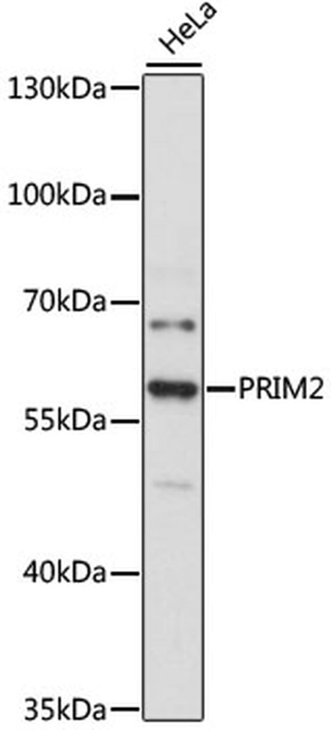 PRIM2 Antibody in Western Blot (WB)