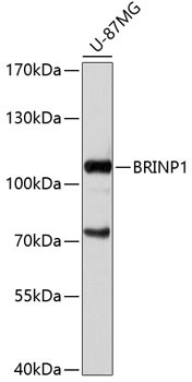 BRINP1 Antibody in Western Blot (WB)
