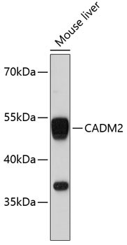 CADM2 Antibody in Western Blot (WB)