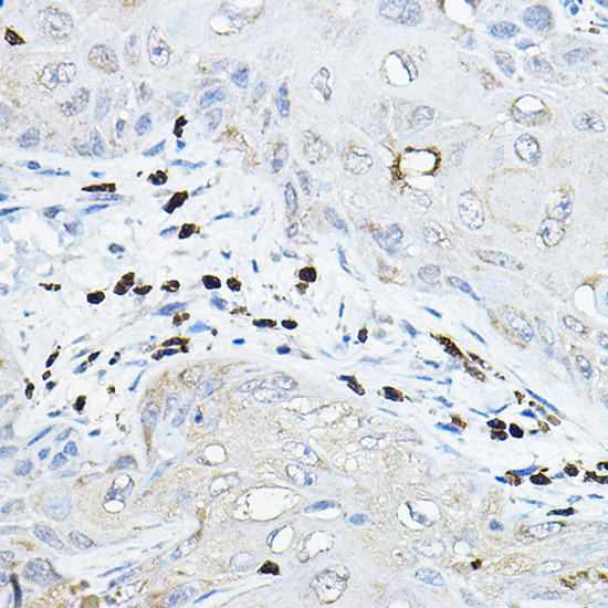 NCF2 Antibody in Immunohistochemistry (Paraffin) (IHC (P))