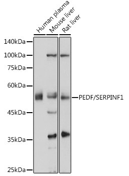 PEDF Antibody in Western Blot (WB)