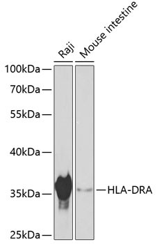 HLA-DRA Antibody in Western Blot (WB)