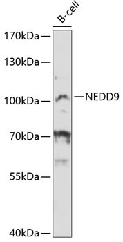 HEF1 Antibody in Western Blot (WB)