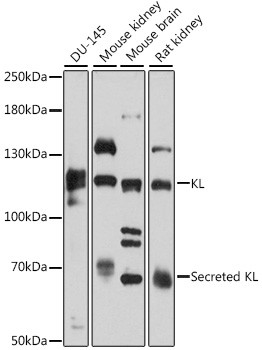 Klotho Antibody in Western Blot (WB)