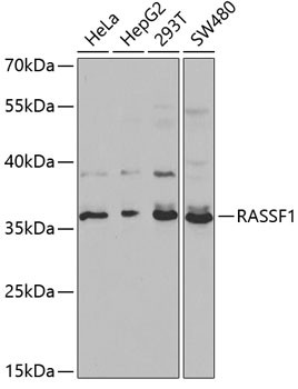 RASSF1 Antibody in Western Blot (WB)