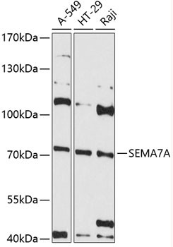SEMA7A Antibody in Western Blot (WB)