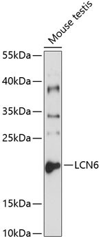 LCN6 Antibody in Western Blot (WB)